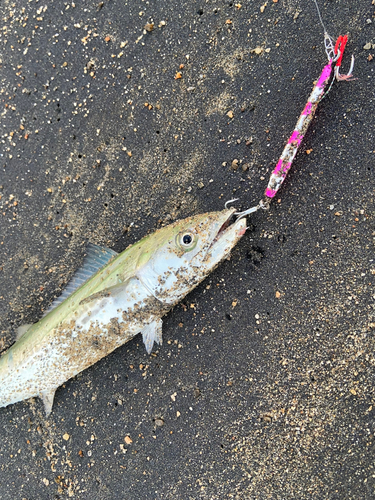 サゴシの釣果