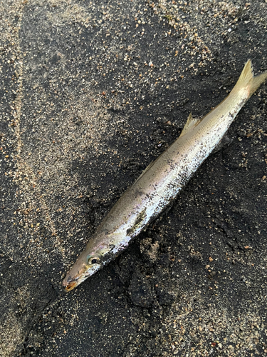 カマスの釣果