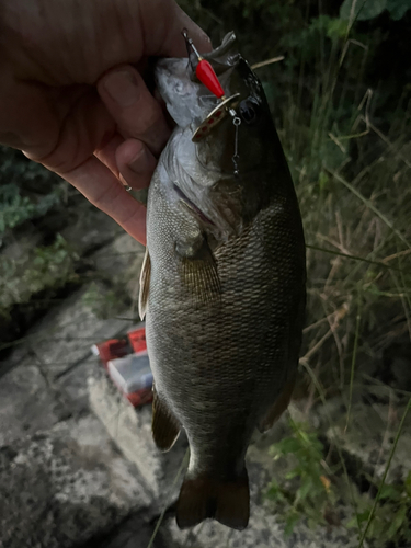 スモールマウスバスの釣果