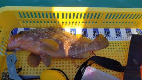 キジハタの釣果