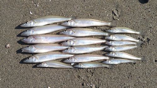 シロギスの釣果