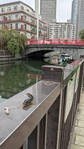 マハゼの釣果