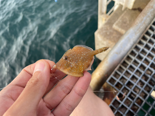 カワハギの釣果