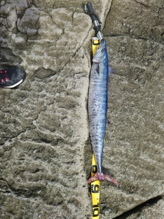 オキサワラの釣果