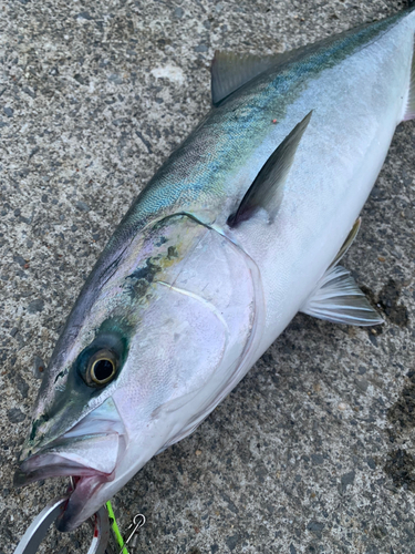 ワラサの釣果