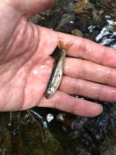 アブラハヤの釣果