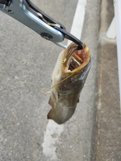 ナマズの釣果