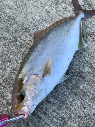 ショゴの釣果