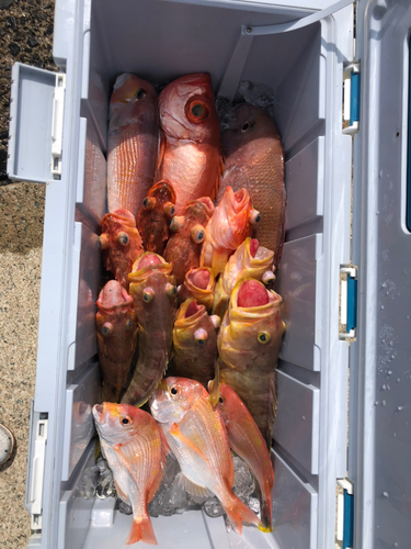 タイの釣果