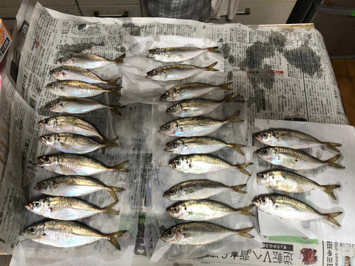 アジの釣果