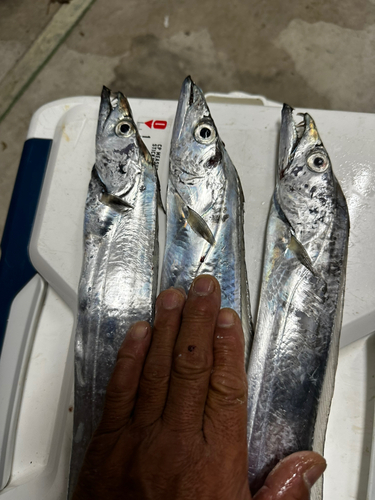 タチウオの釣果