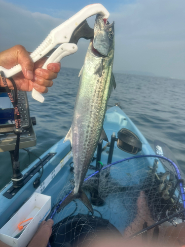 サゴシの釣果