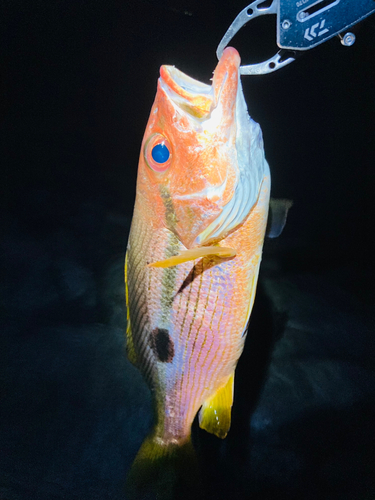 アラカブの釣果