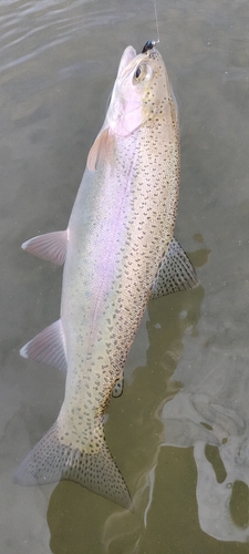 ニジマスの釣果