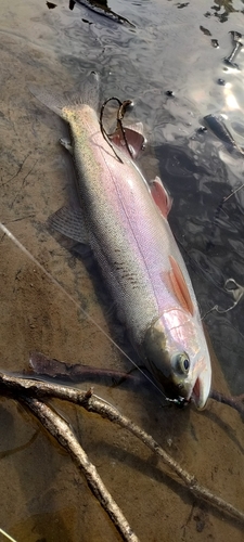 ニジマスの釣果