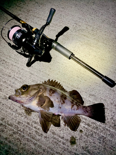 シロメバルの釣果