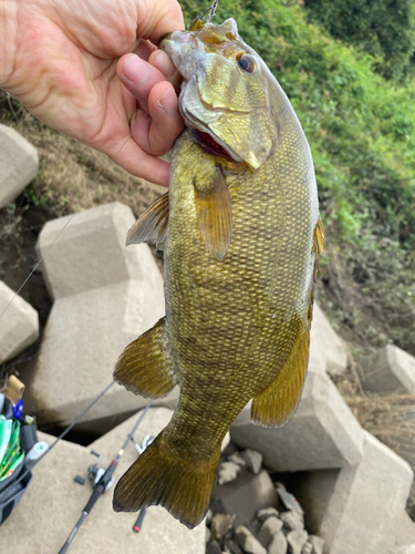 スモールマウスバスの釣果