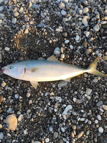 ワラサの釣果