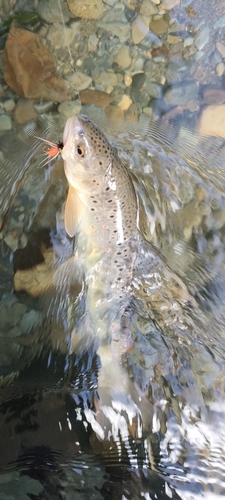 ブラウントラウトの釣果