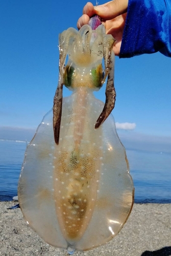 ケンサキイカの釣果