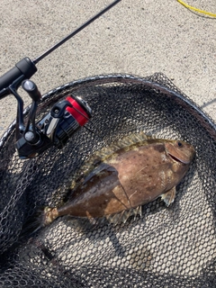 アイゴの釣果