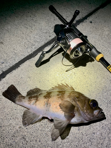 シロメバルの釣果