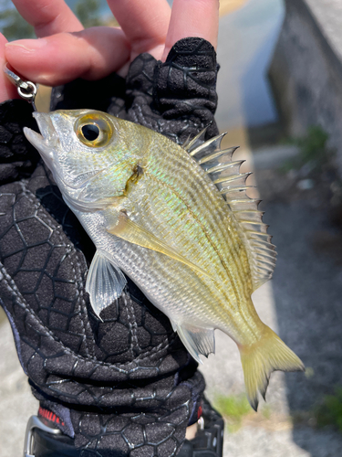 イシミーバイの釣果