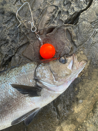 ヒラスズキの釣果