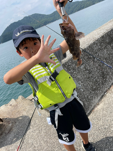 アラカブの釣果