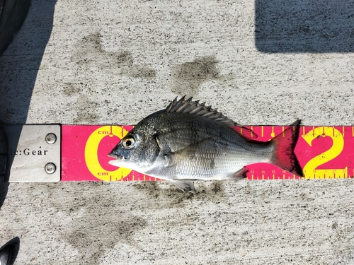 チヌの釣果