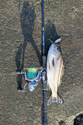 コトヒキの釣果