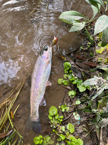 ニジマスの釣果