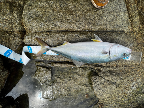 イナダの釣果