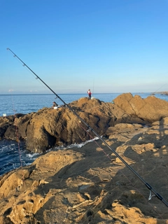 マアジの釣果