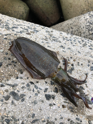 アオリイカの釣果