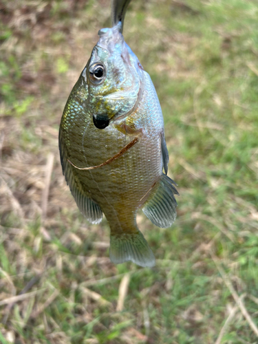 ブルーギルの釣果