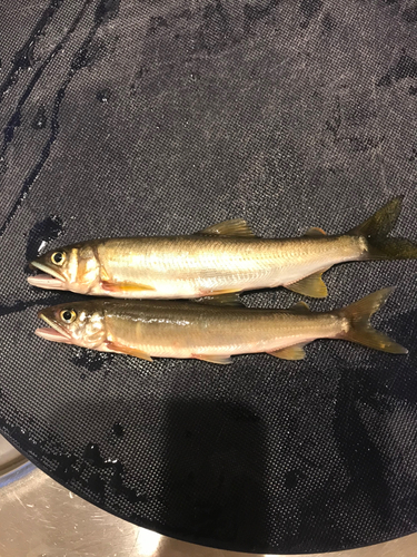 アユの釣果