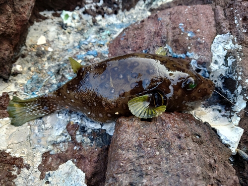 キタマクラの釣果