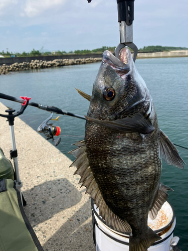 チヌの釣果