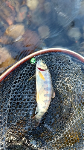 アマゴの釣果