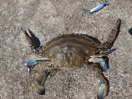 ワタリガニの釣果