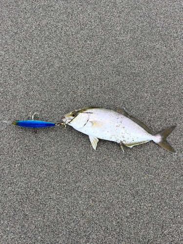 ショゴの釣果