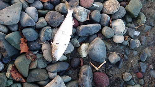 コノシロの釣果