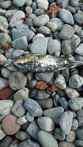 シロサバフグの釣果