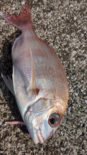 マダイの釣果