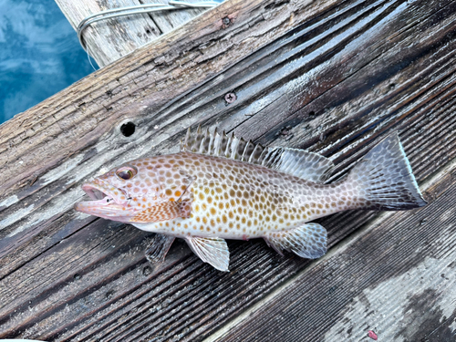 オオモンハタの釣果