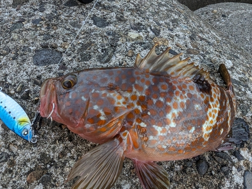 キジハタの釣果