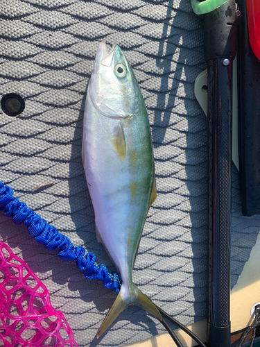 ワカシの釣果