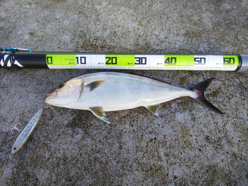 カンパチの釣果