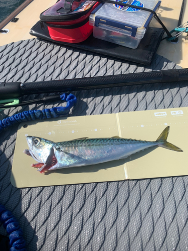 サバの釣果